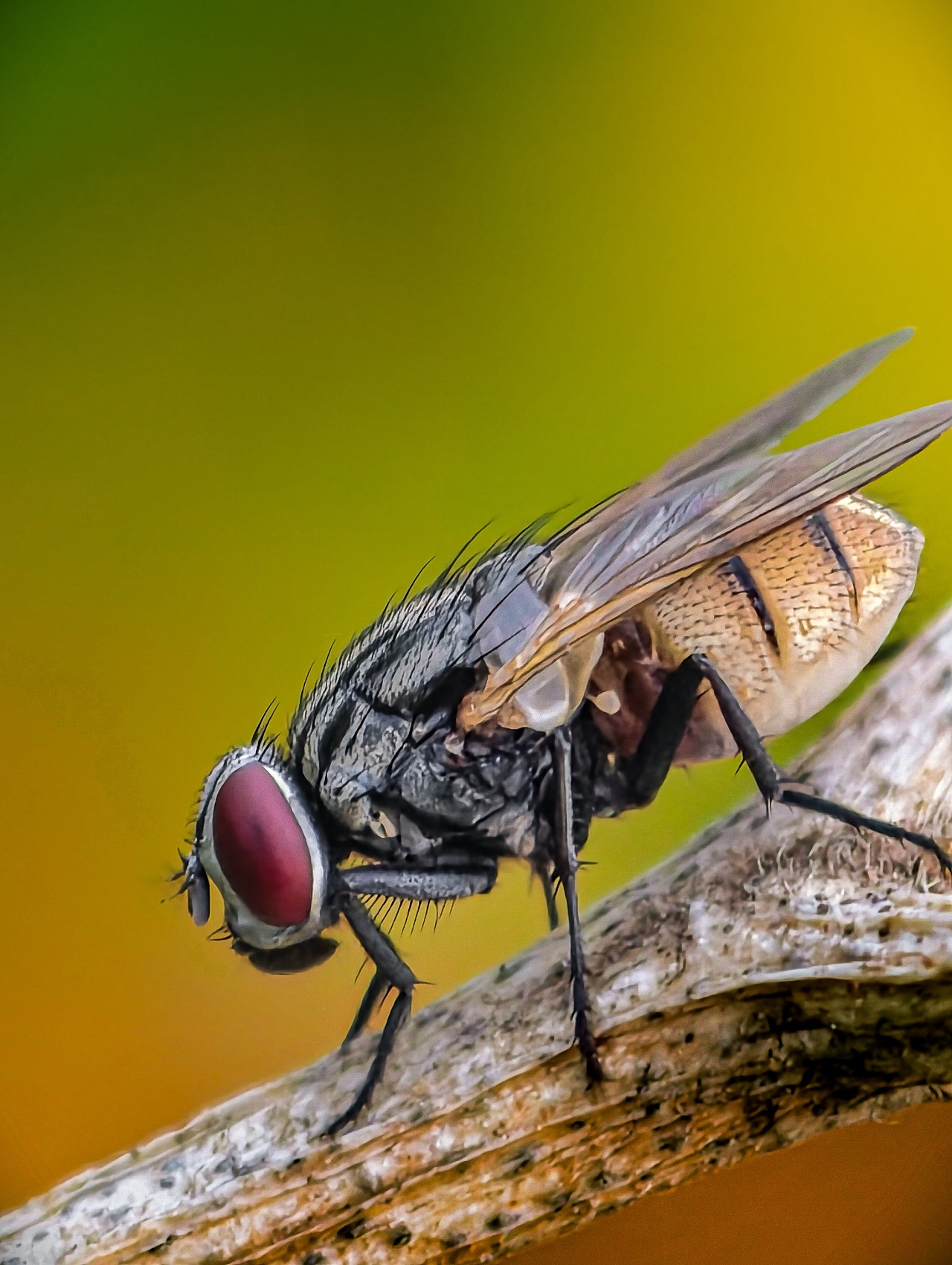 Architecture of a Common Fly. Free Macro photos
