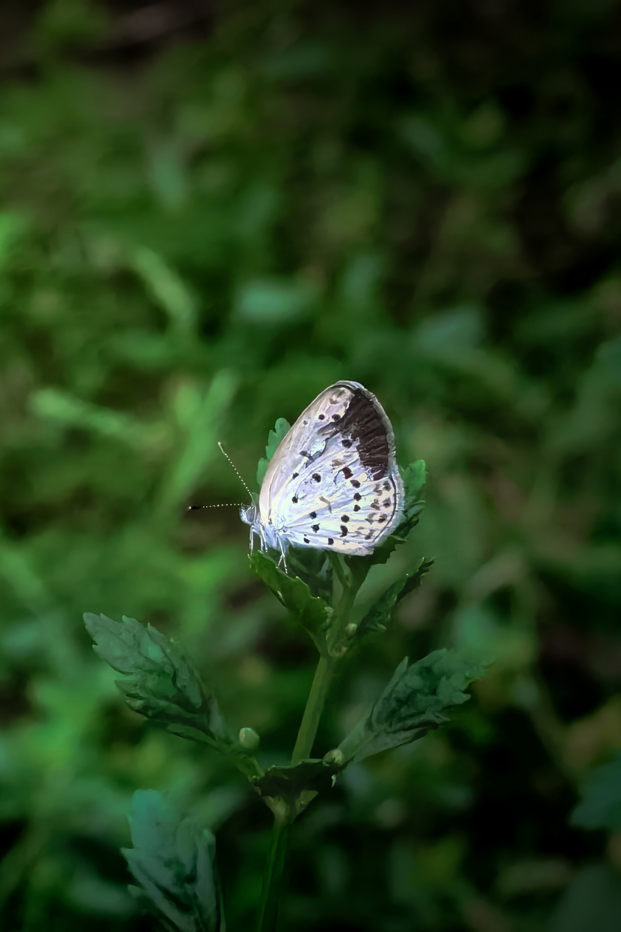Butterfly. Free Macro photos