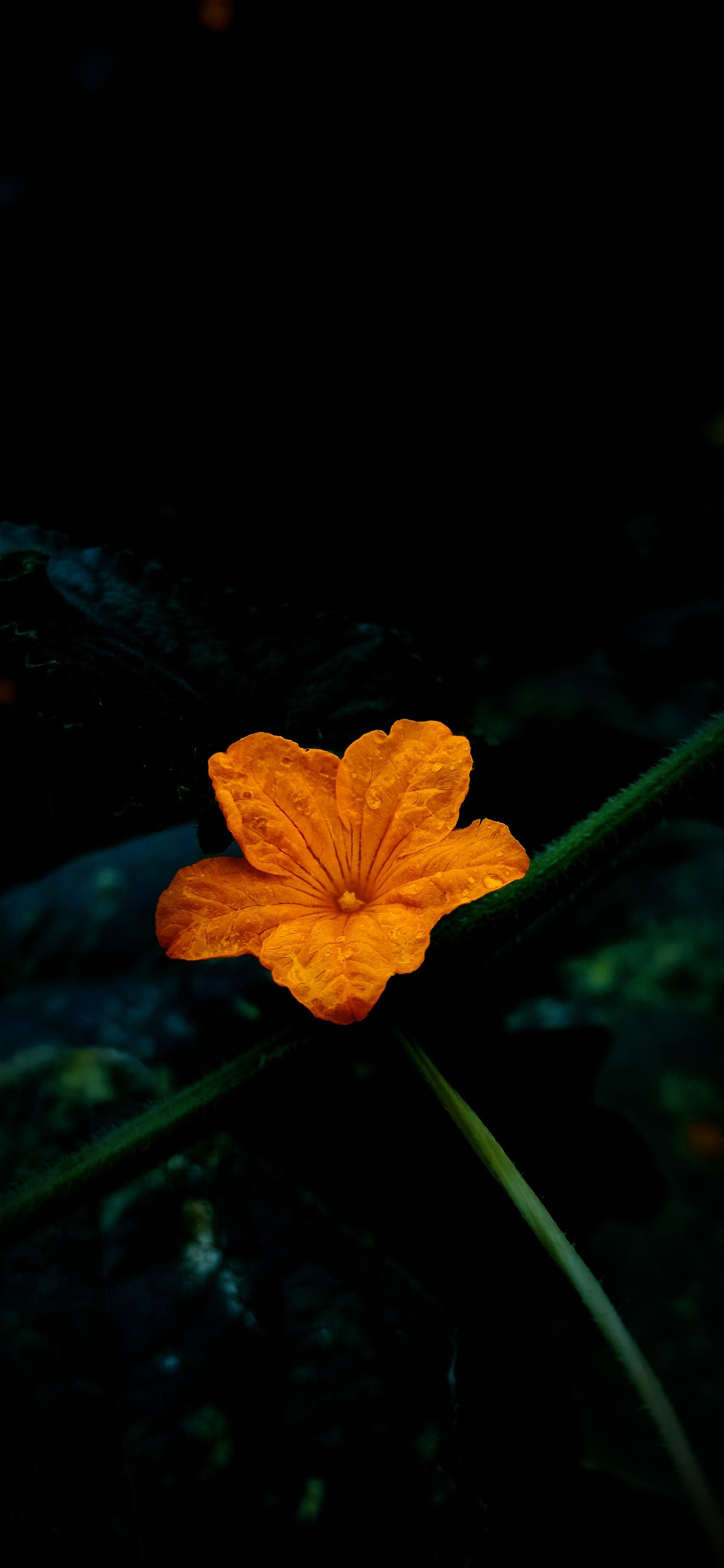 Korola Flower. Free Flora photos