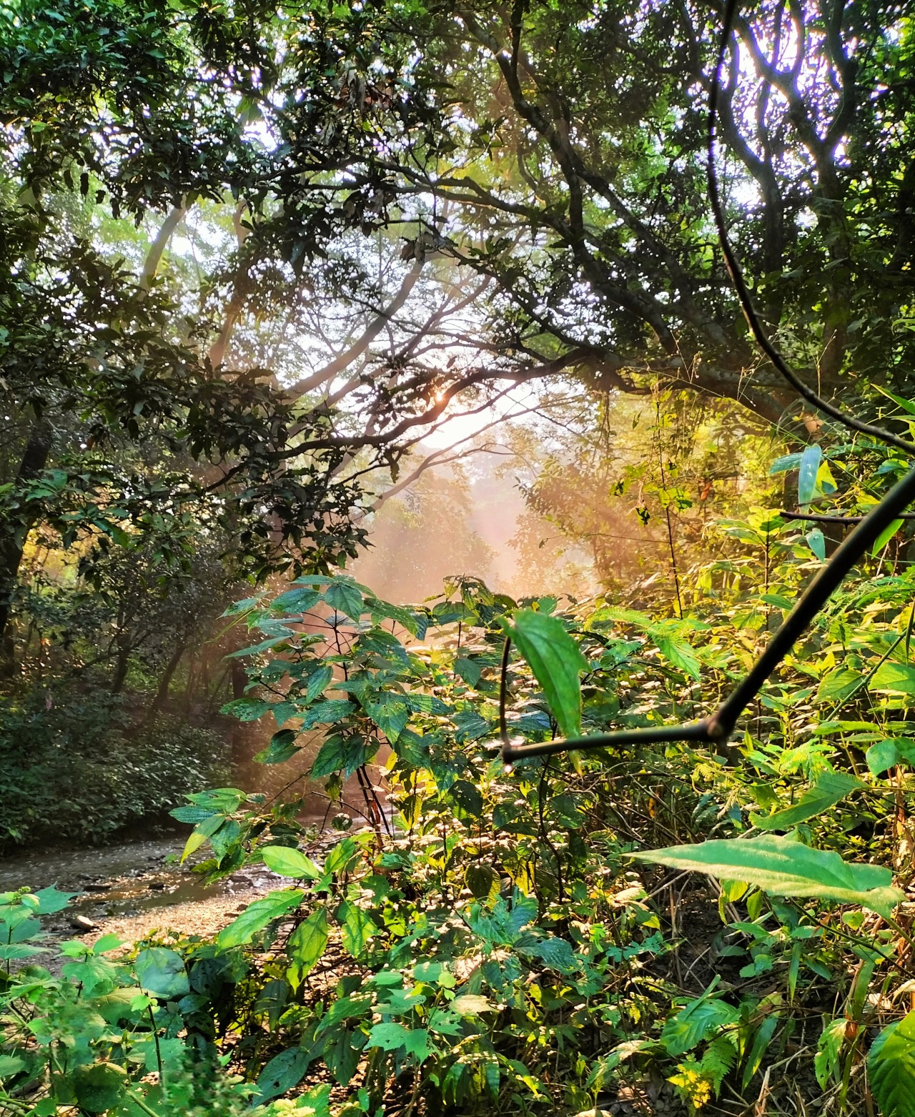 Lost in the wild, found in the moment. Free Forests photos