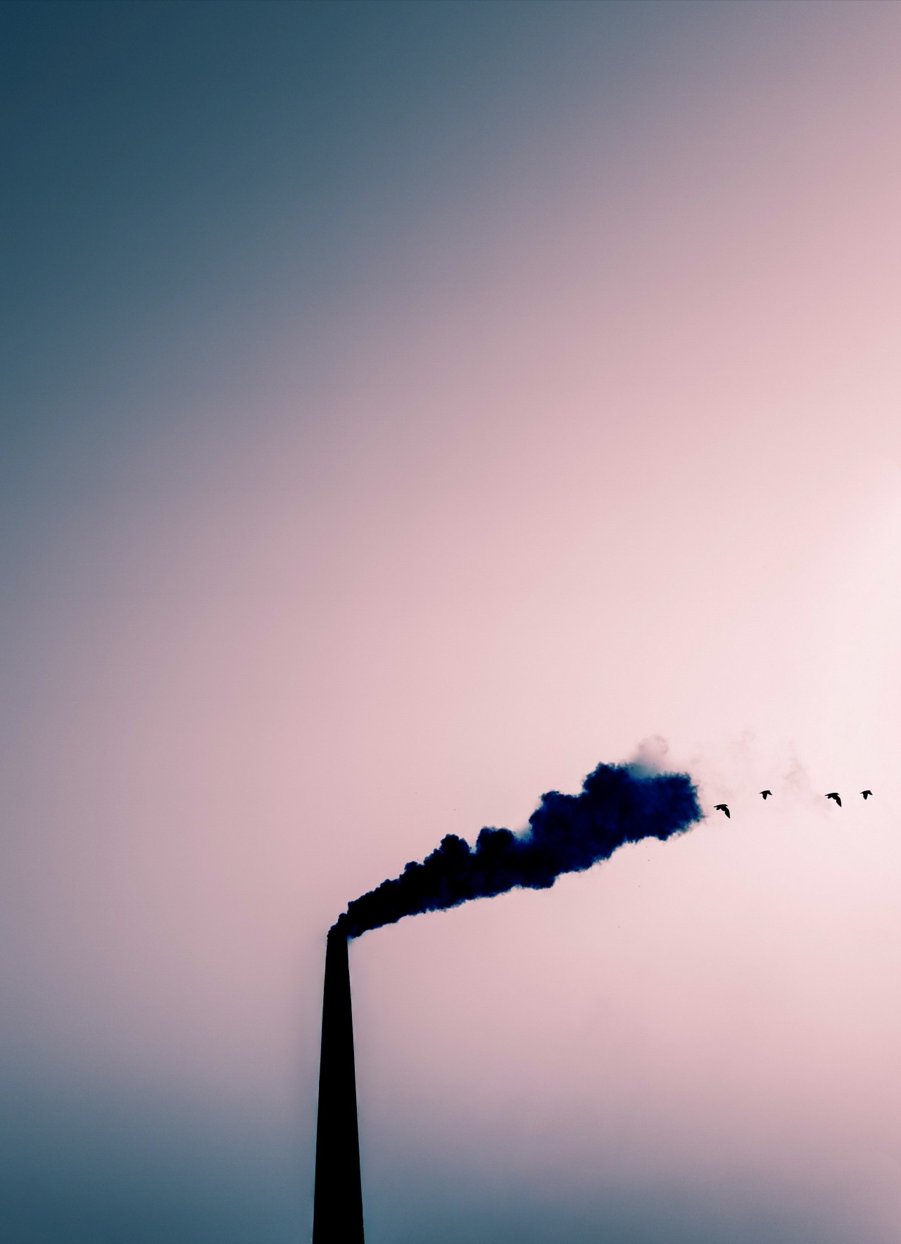 Smoke Takes Flight. Free Skies photos