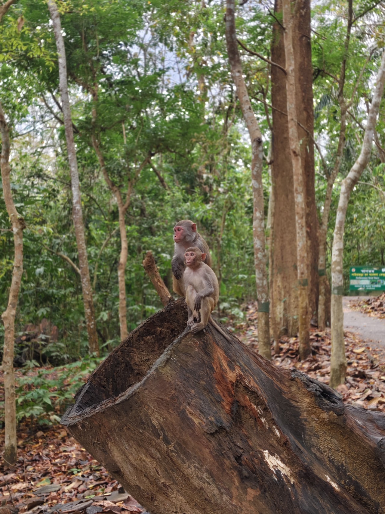 Monkey. Free Wildlife photos