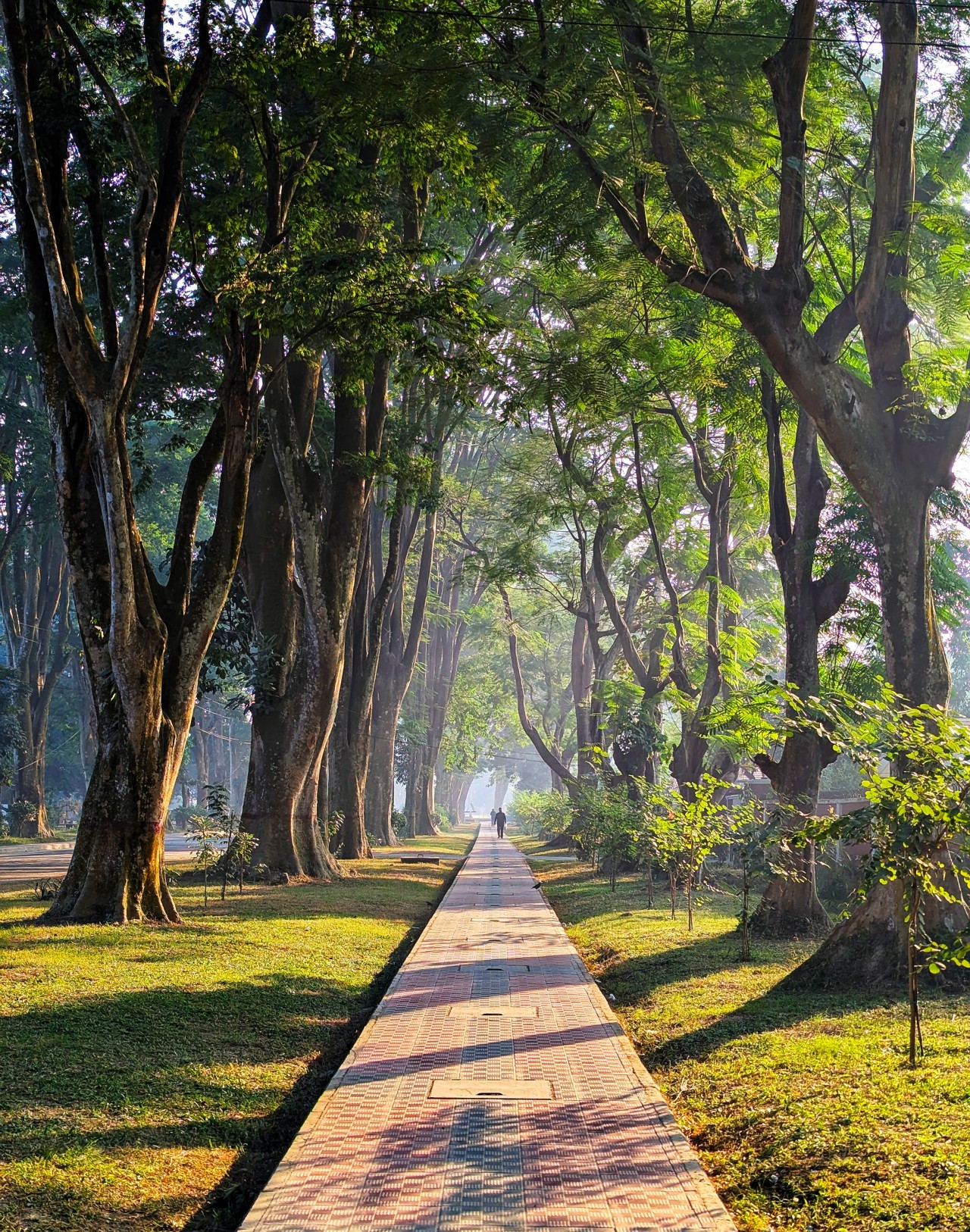 A peaceful path, surrounded by endless green. Free Landscapes photos