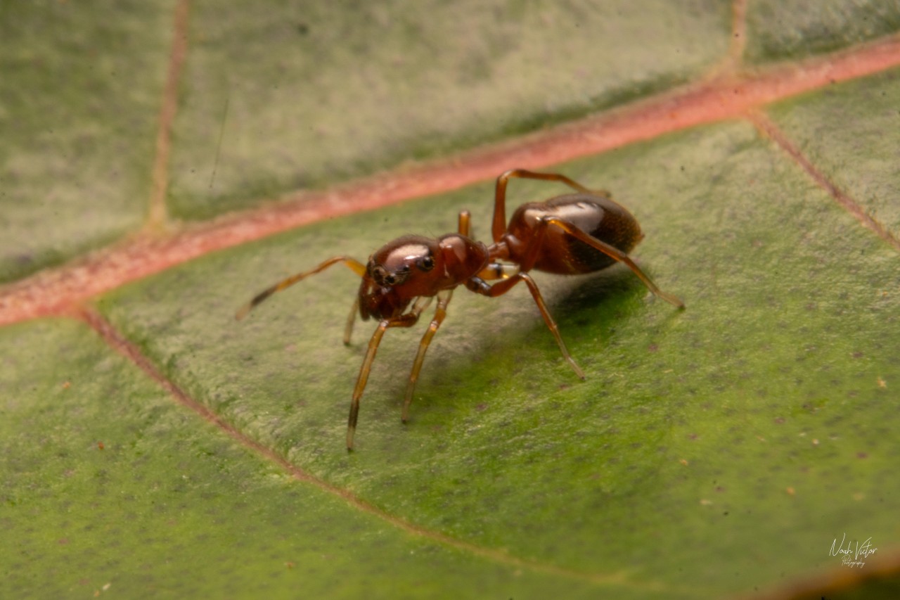 Spider mimicking an ant. Free Macro photos