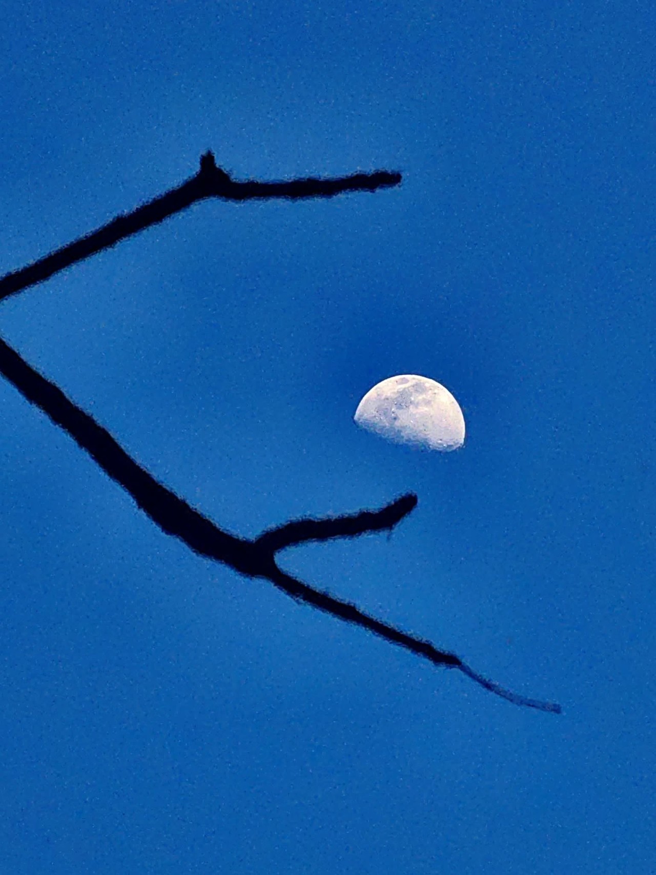 Half moon. Free Skies photos