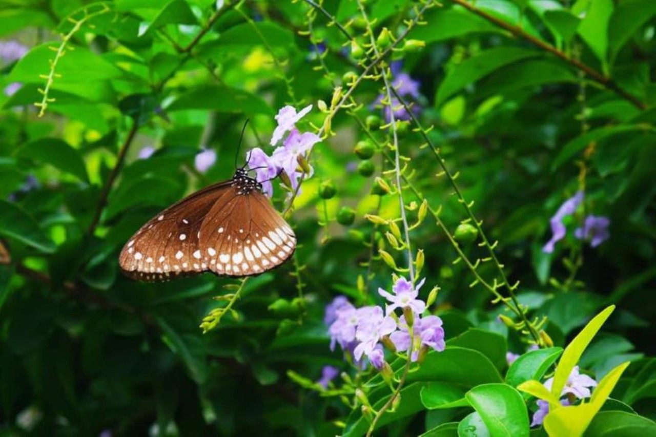 Whispering secrets to the leaves. Free Wildlife photos