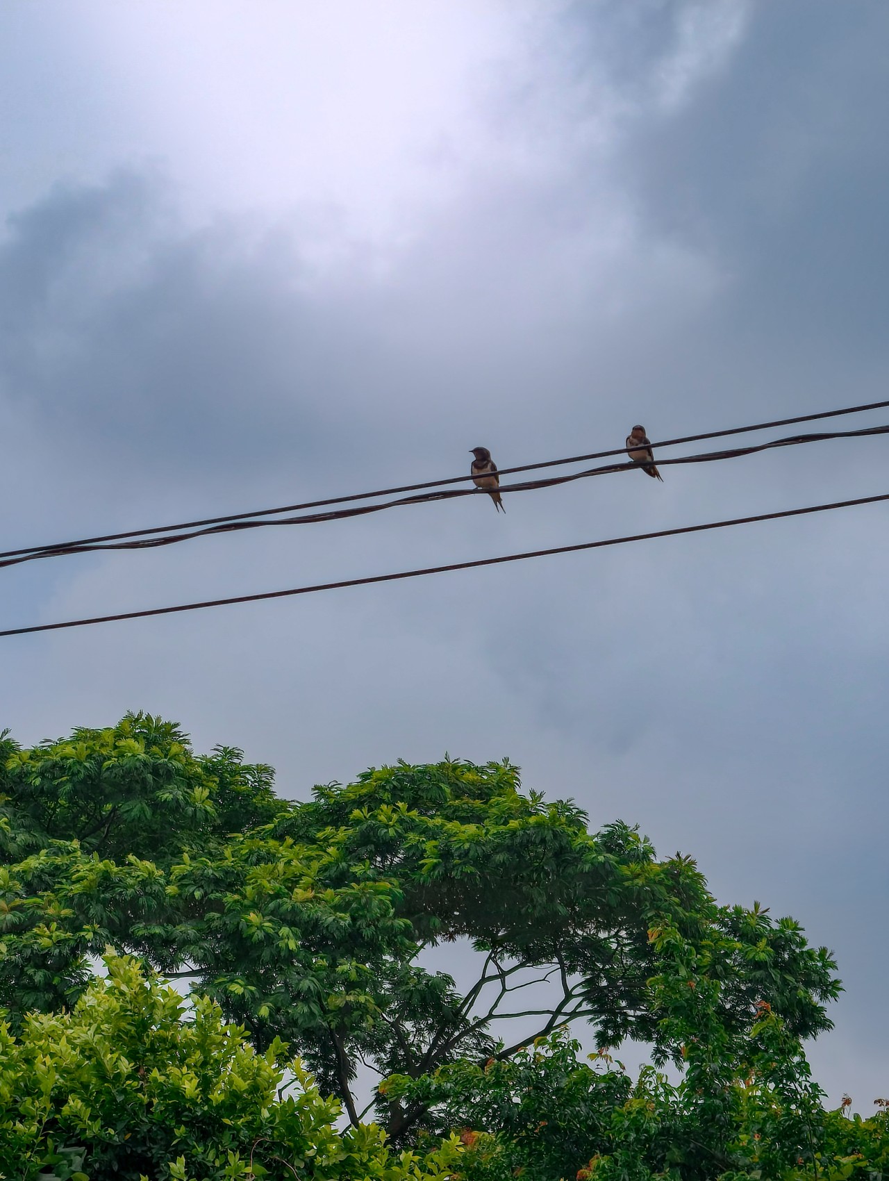 No one is free, even the birds are chained to the sky. Free Wildlife photos