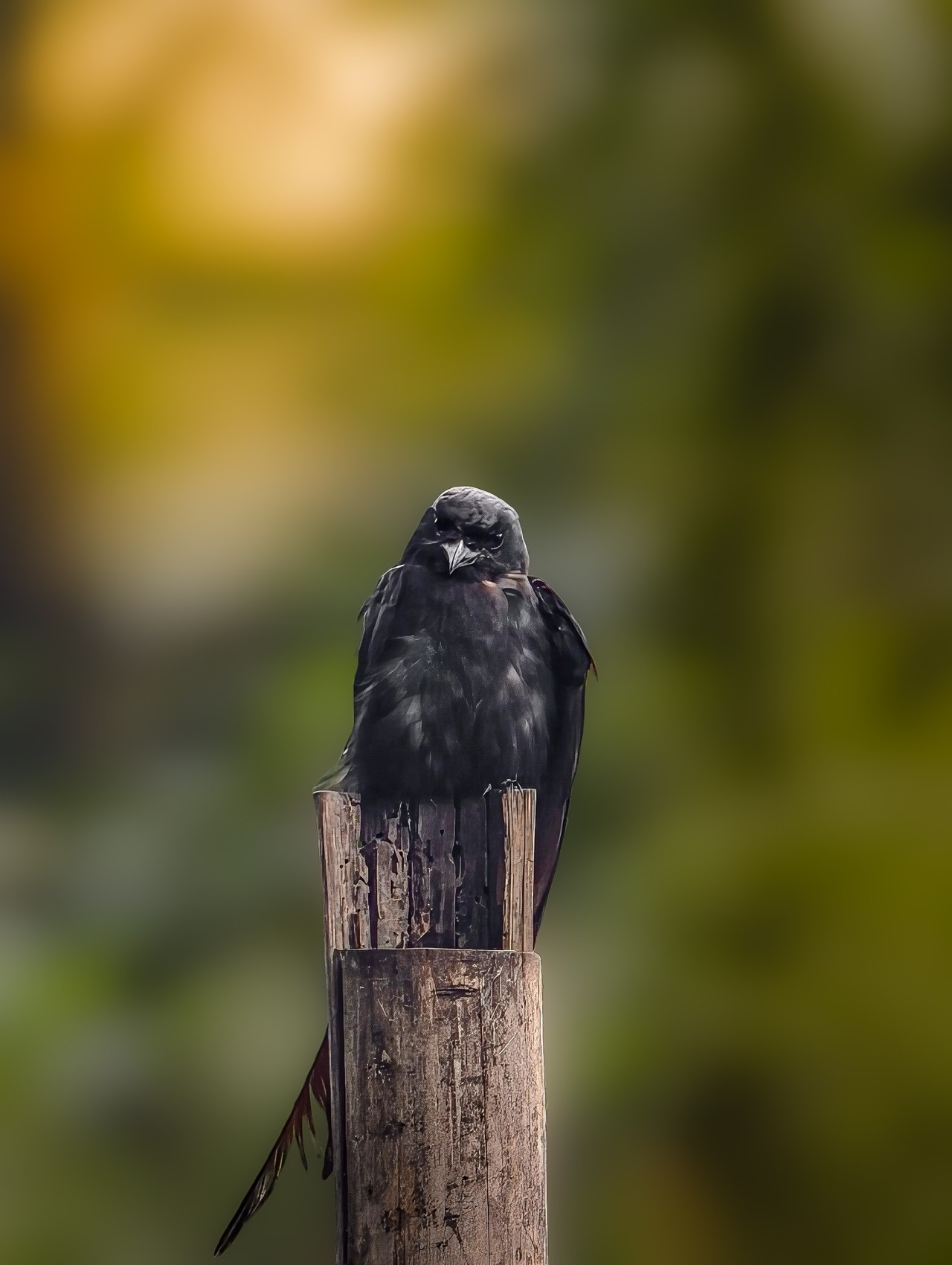A crow in a cage is still a king of the wind. Free Wildlife photos