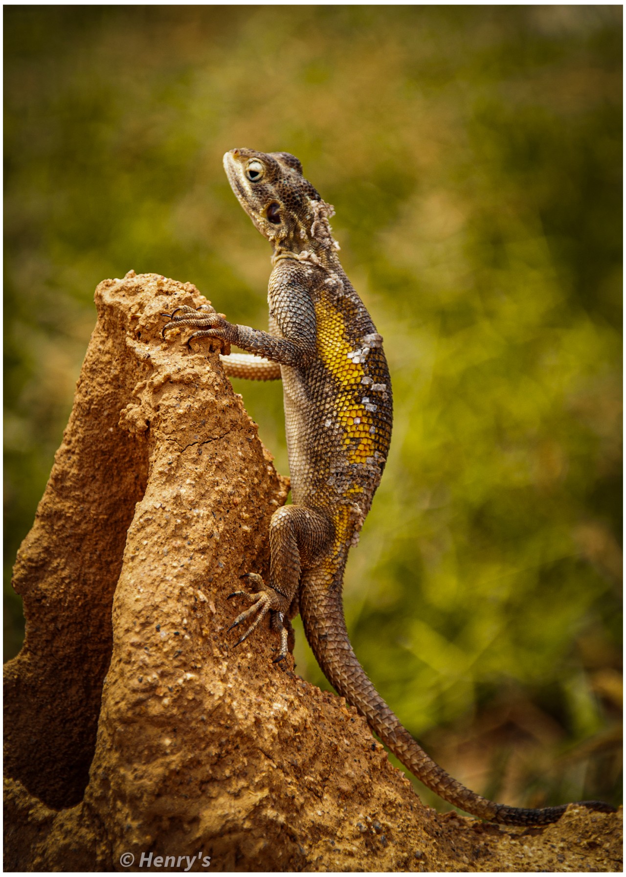 Reptile portrait. Free Wildlife photos