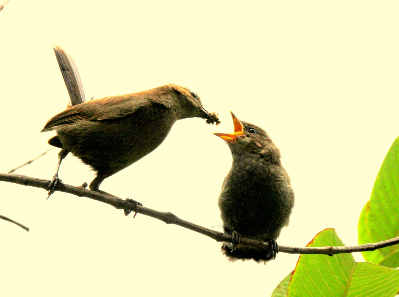 Mother, India. Free Wildlife photos