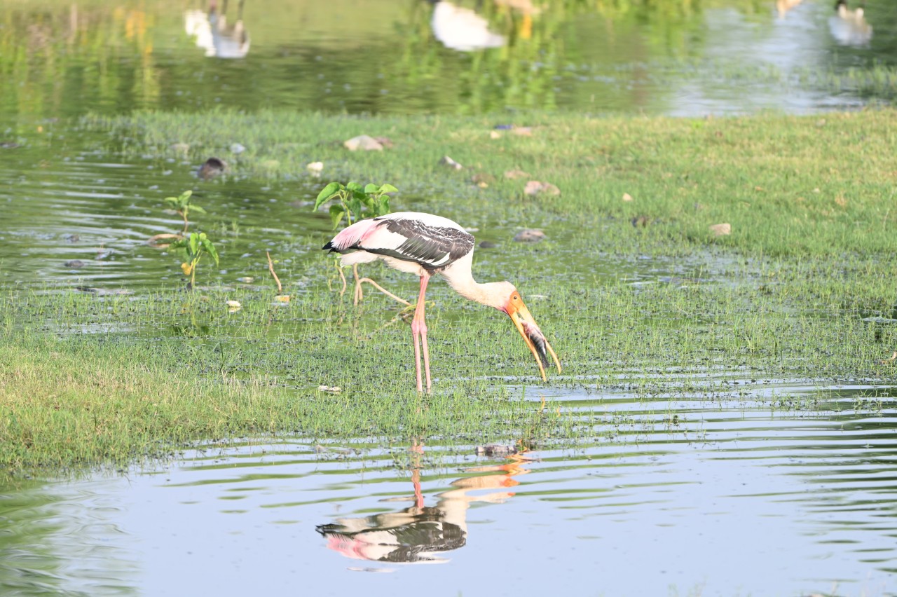 Heron with catch. Free Wildlife photos
