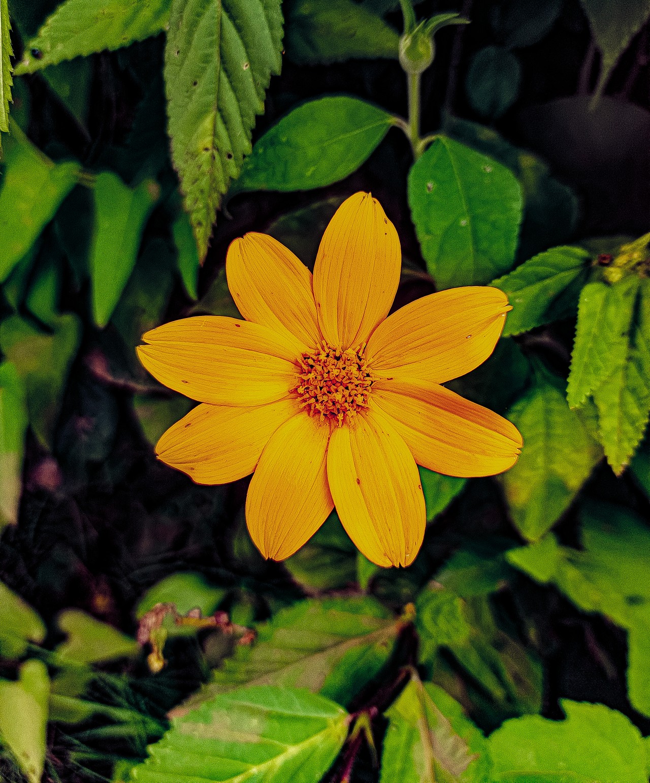 Flower. Free Flora photos