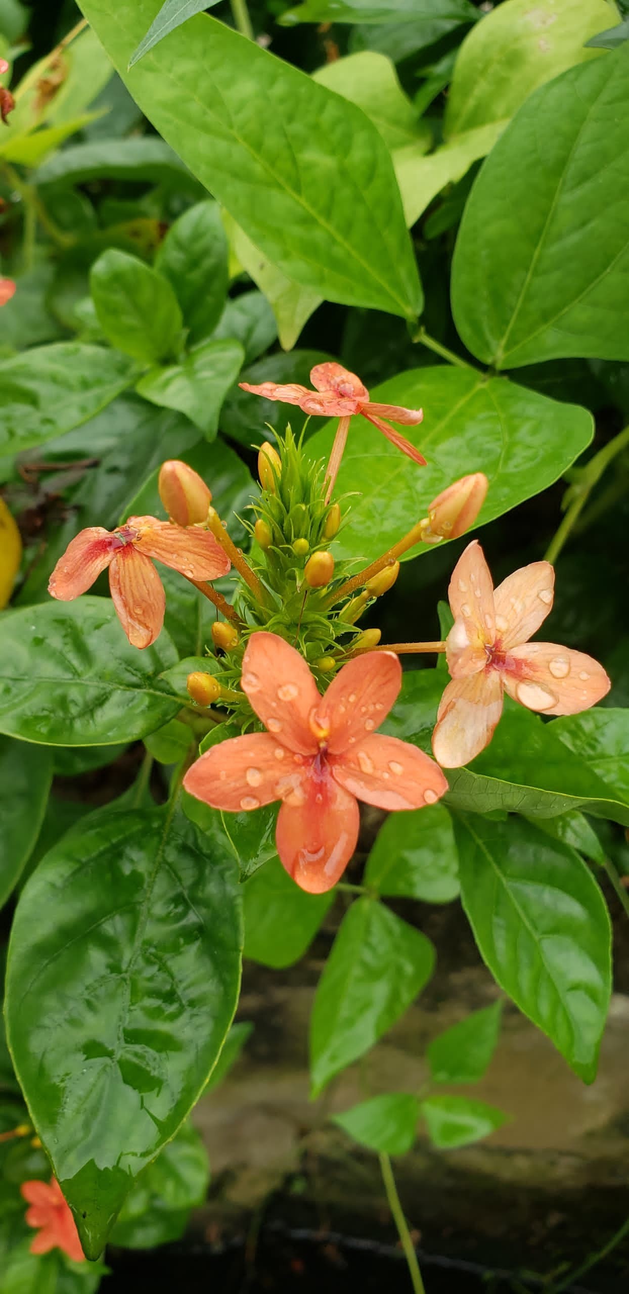 Beautiful flowers. Free Flora photos