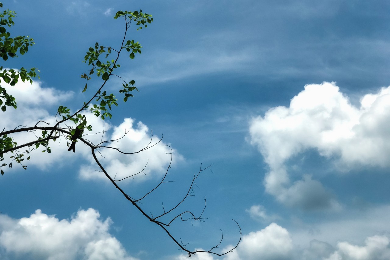 Birds and the sky. Free Wildlife photos