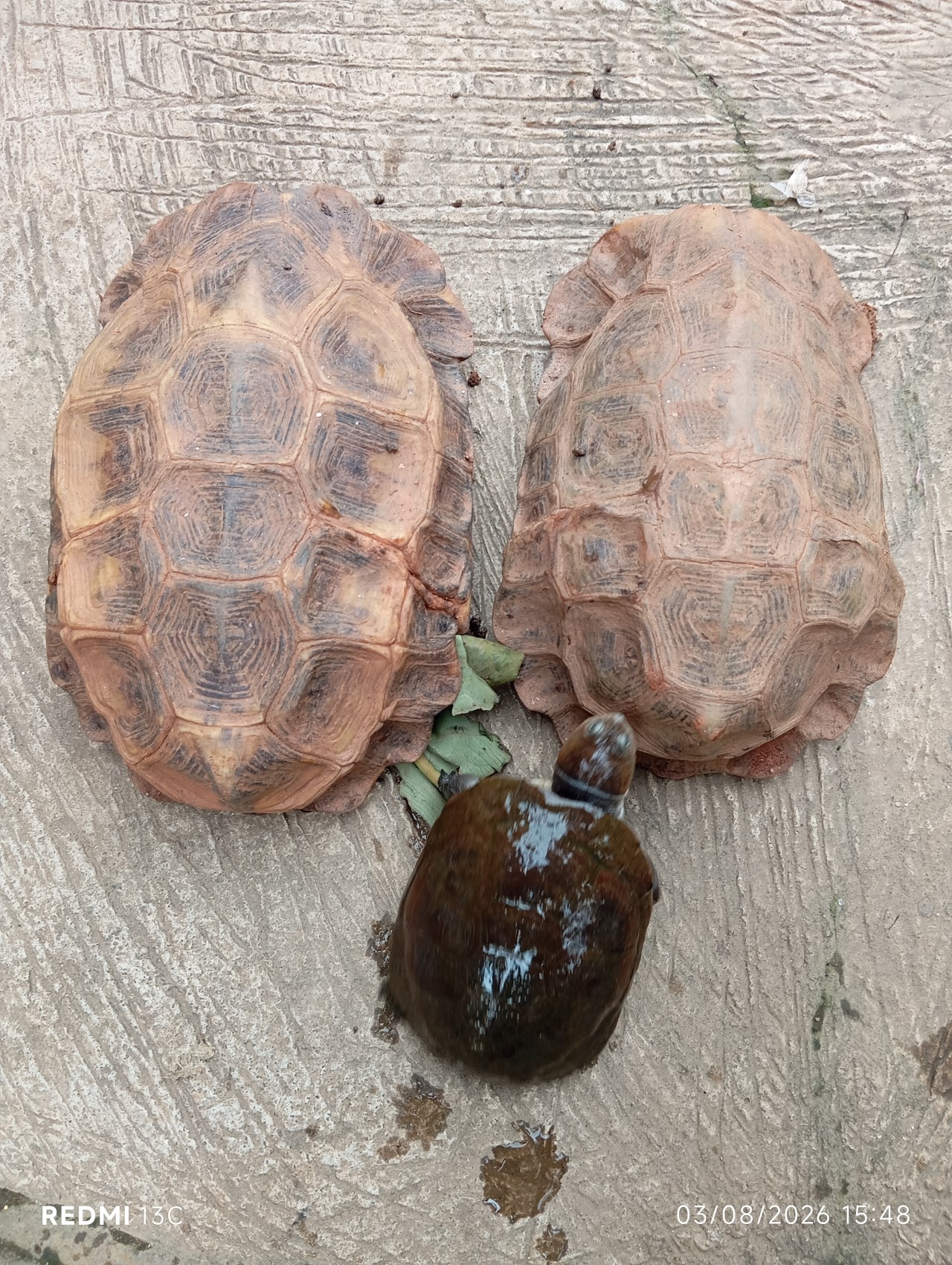 Tortoises found in Ashanti Region of Ghana. Free Wildlife photos