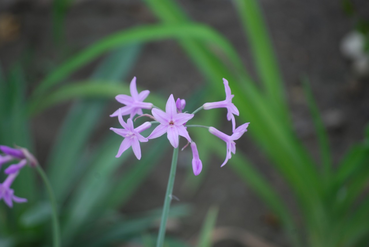 Violet Flowers. Free Flora photos