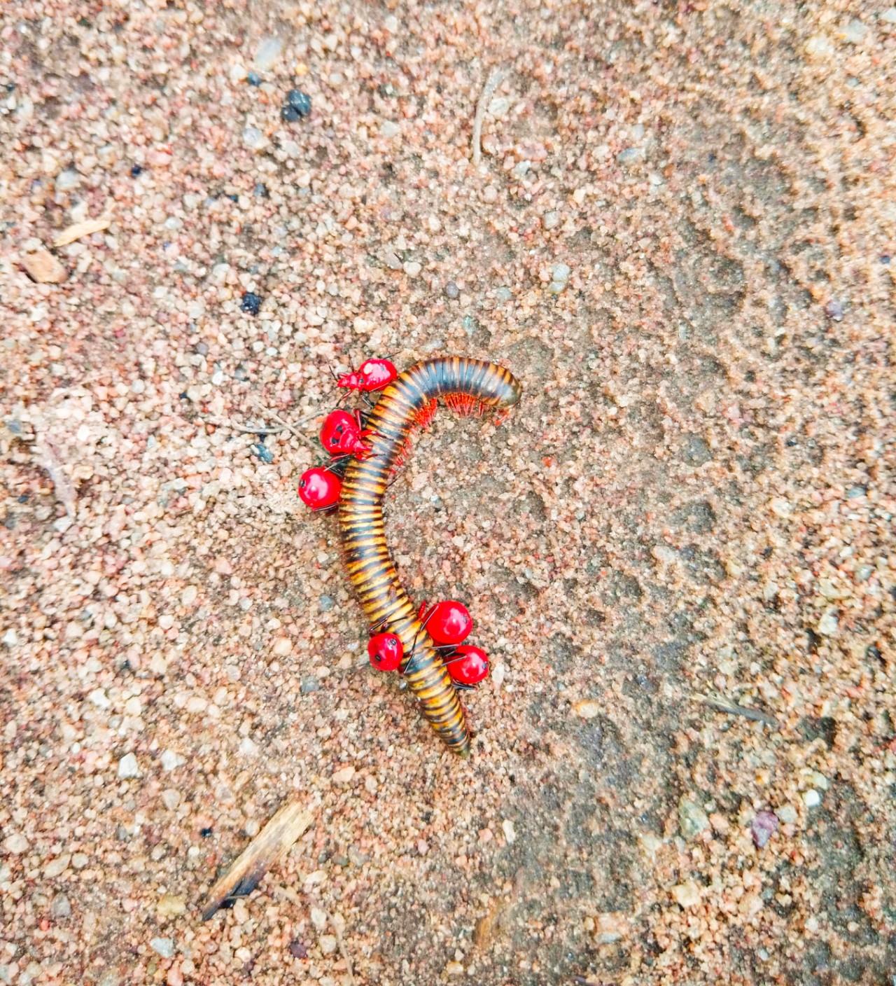 Milipede symbiosis. Free Wildlife photos