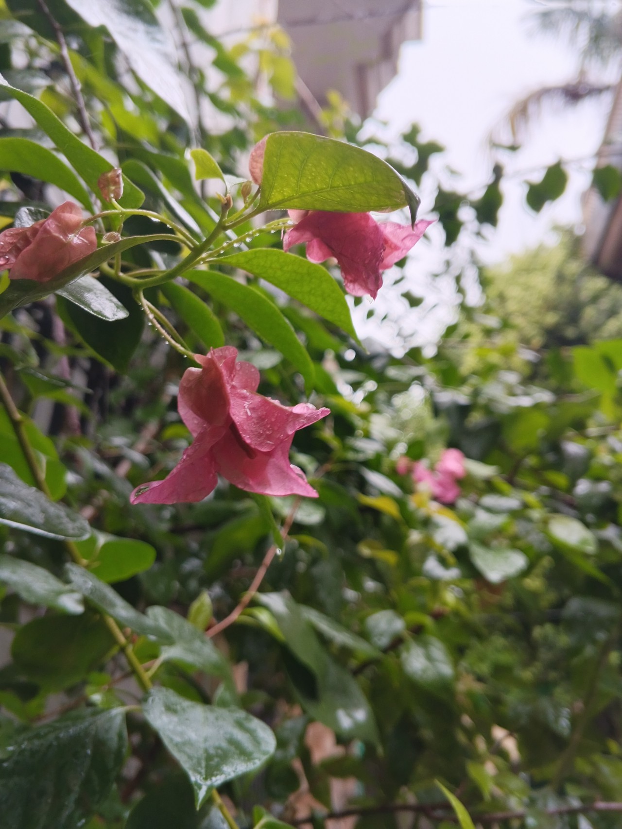 Bougainvillea. Free Flora photos