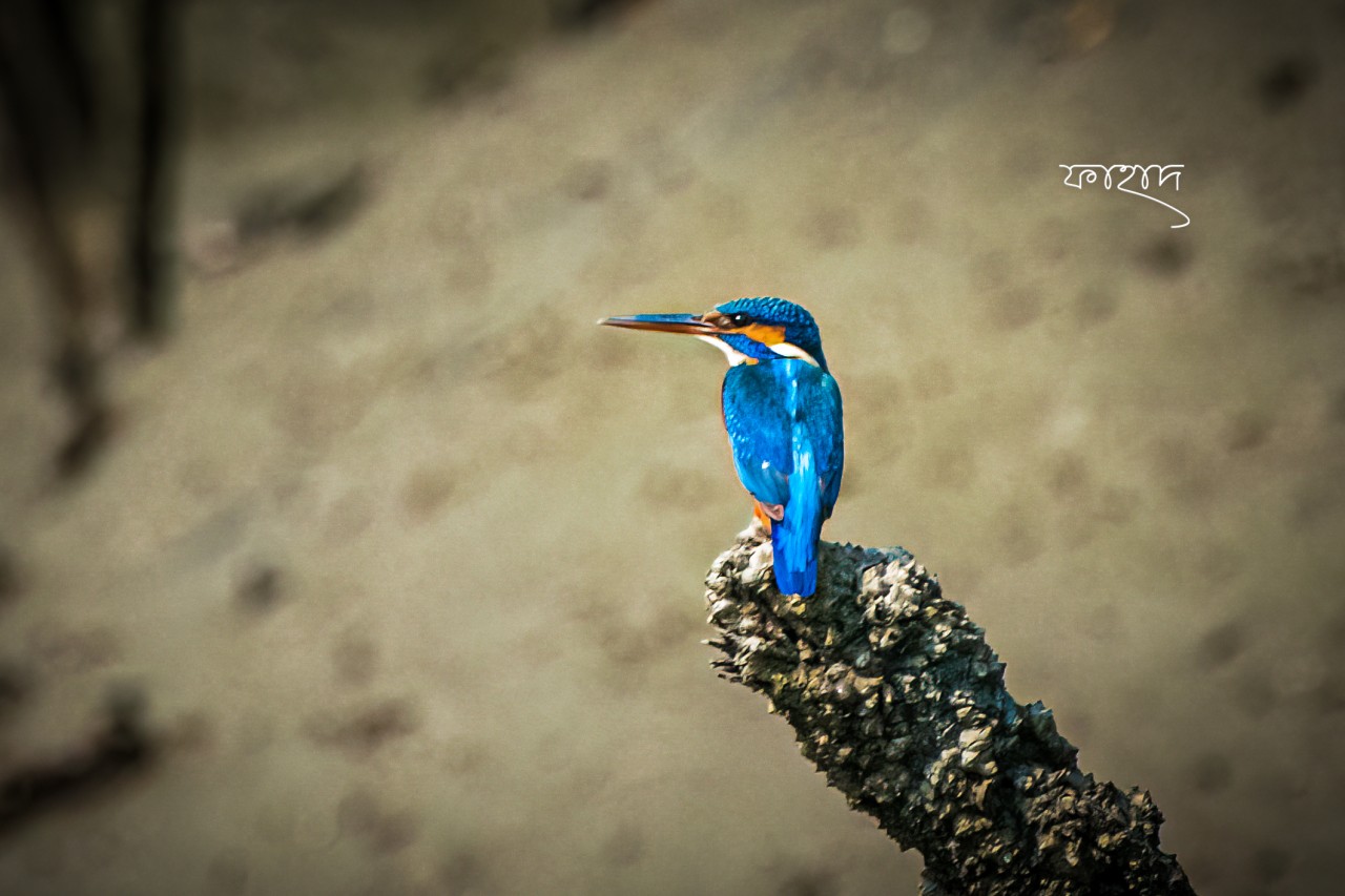 Common Kingfisher. Free Wildlife photos