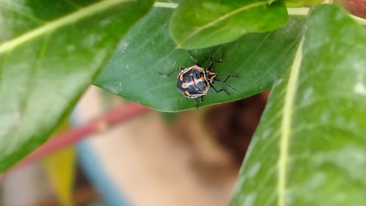 Insect. Free Wildlife photos