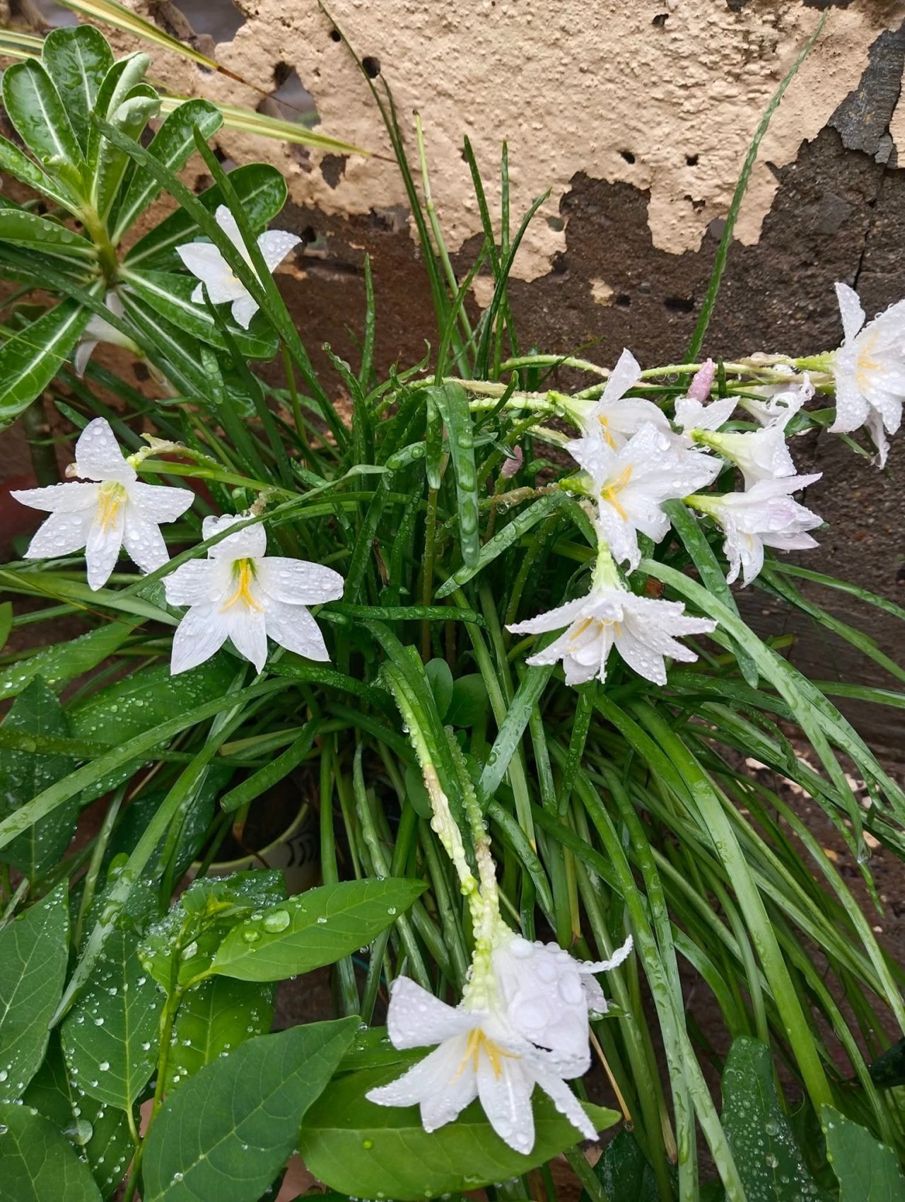 Rain Lily. Free Flora photos