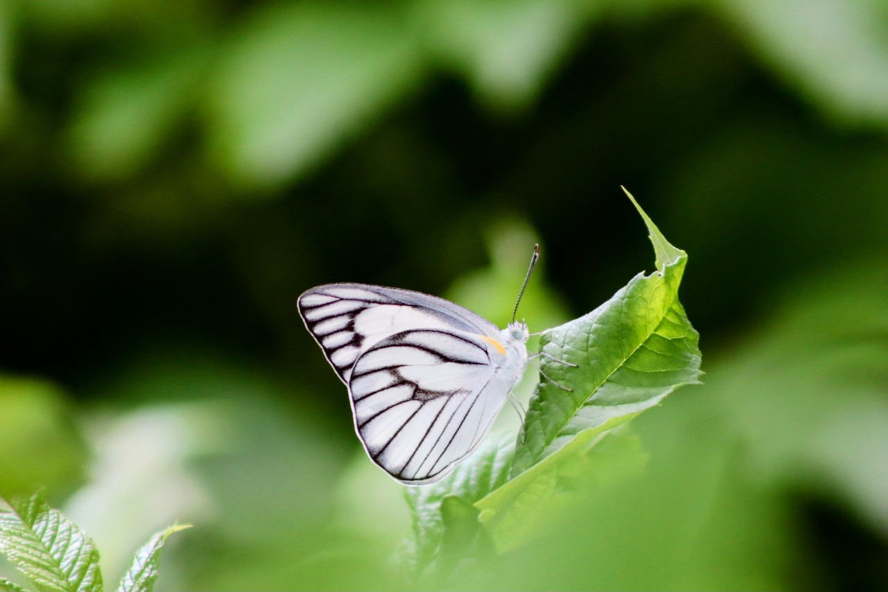 White butterfly with beautiful Nature Moment. Free Wildlife photos