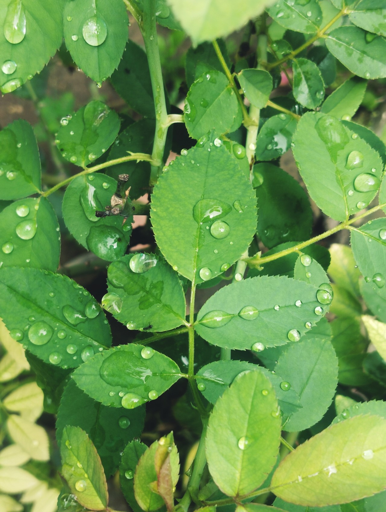 Rain drops. Free Flora photos