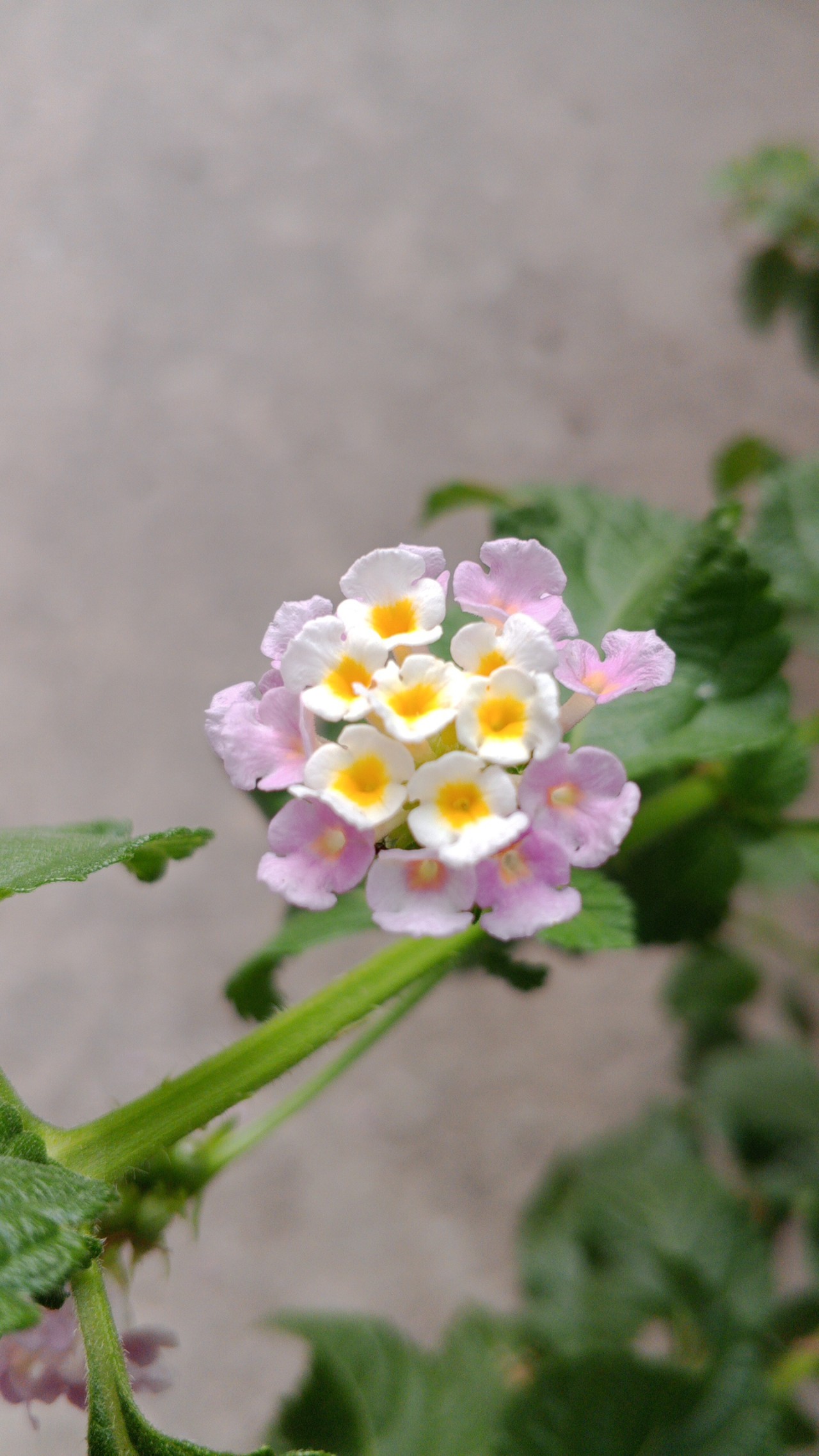 Plants. Free Flora photos