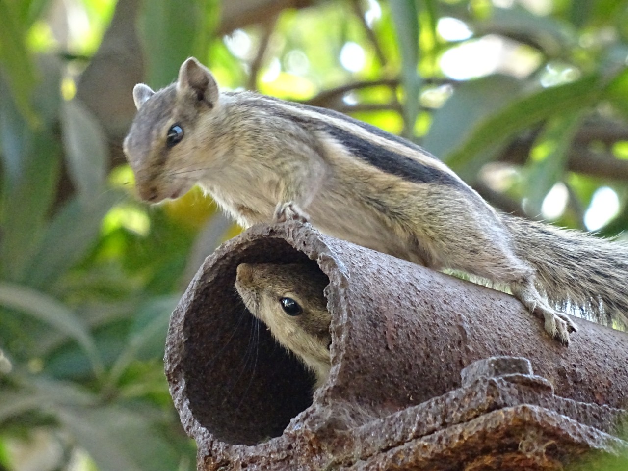 Unconditional Love. Free Wildlife photos