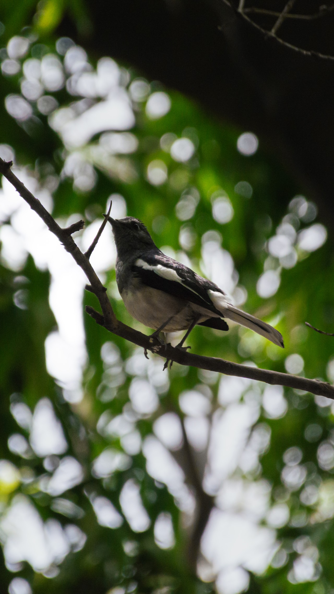 National bird in Bangladesh. Free Wildlife photos