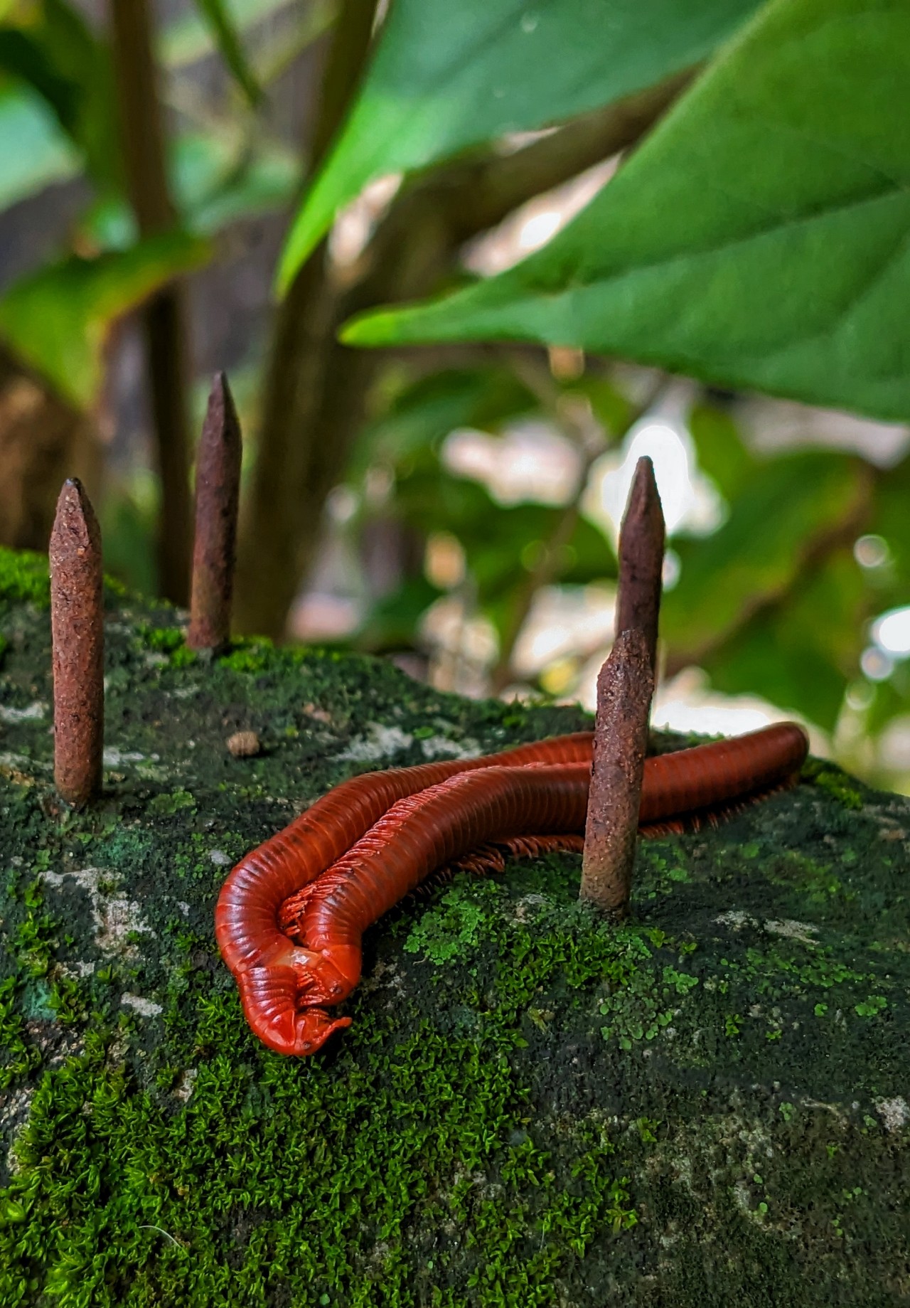 Rust & Life. Free Wildlife photos