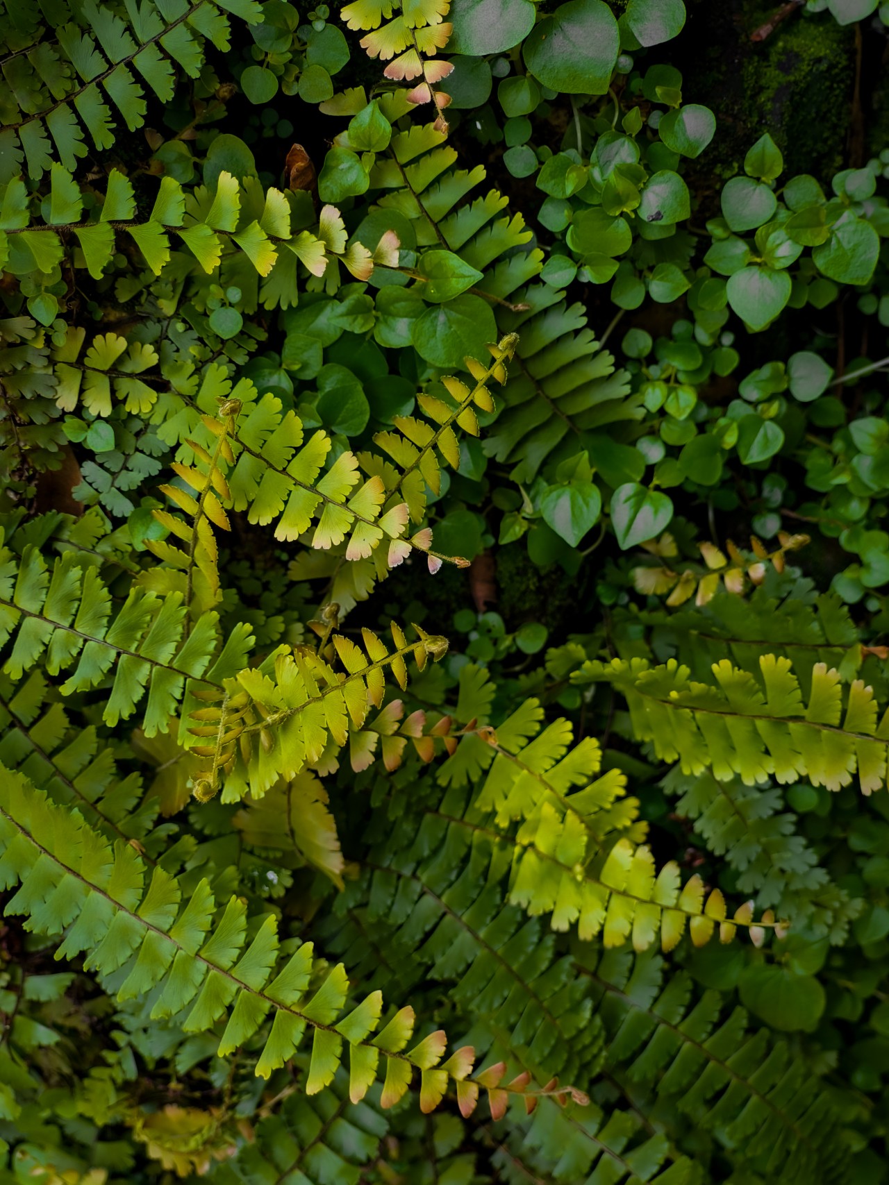 Fern forest. Free Flora photos