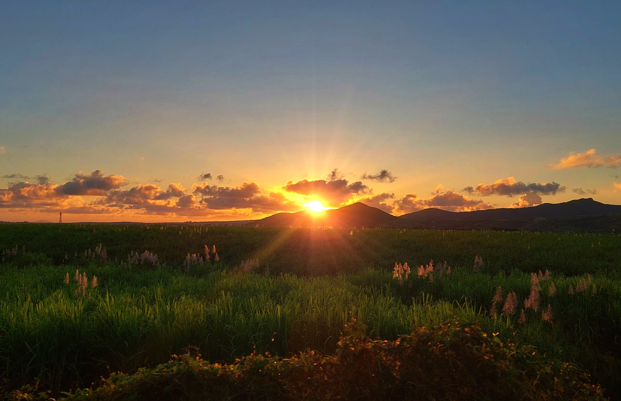 Sunset In The Sugarcane Fields. Free Landscapes photos