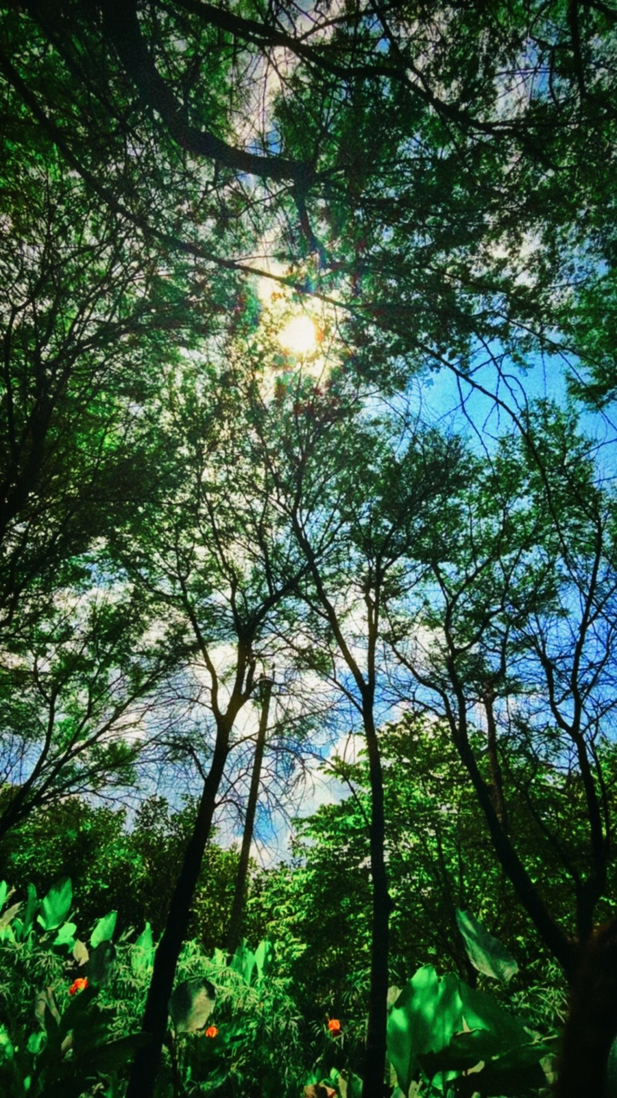 Sun through the trees. Free Forests photos