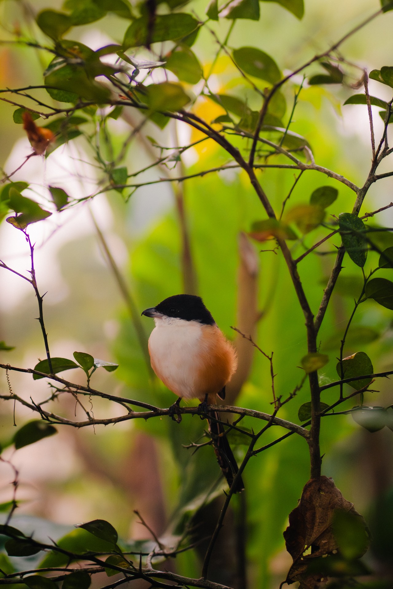 Shrike. Free Wildlife photos