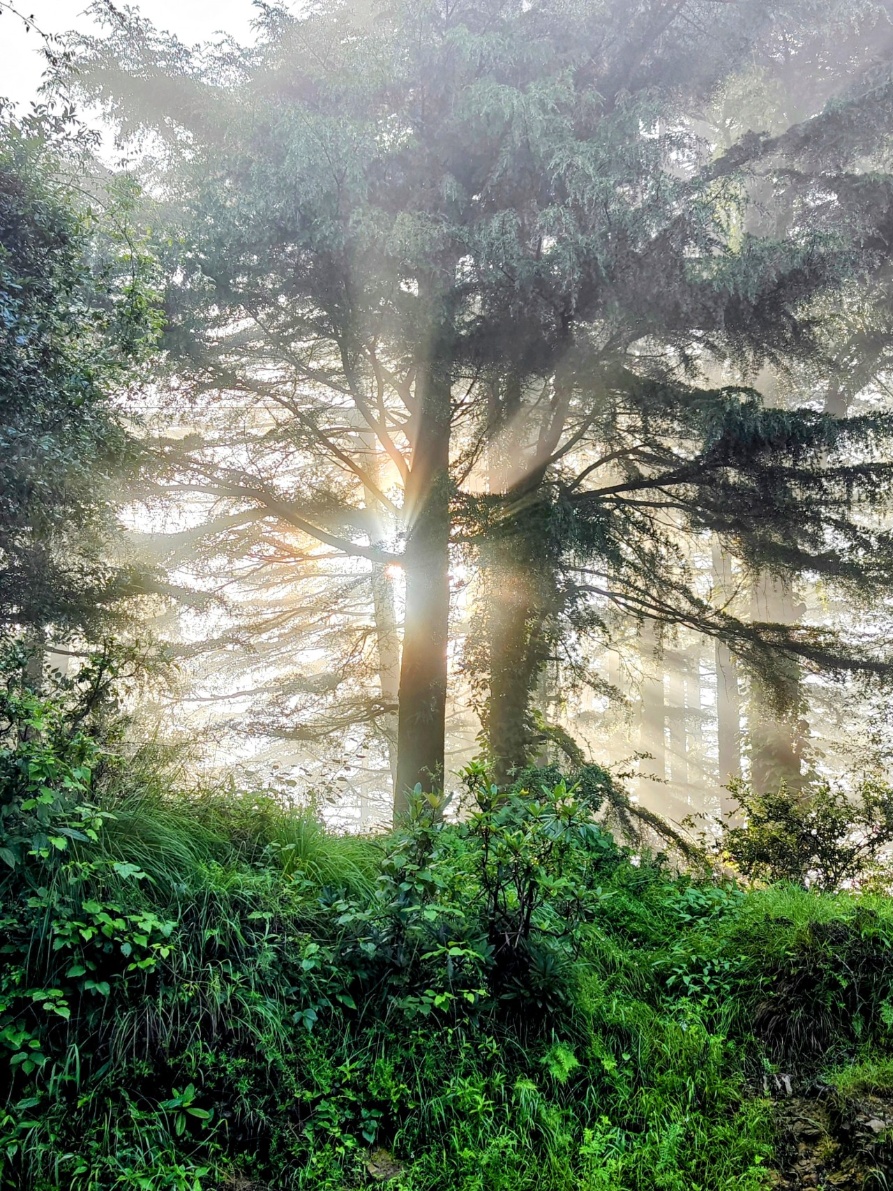 Kanatal. Free Forests photos