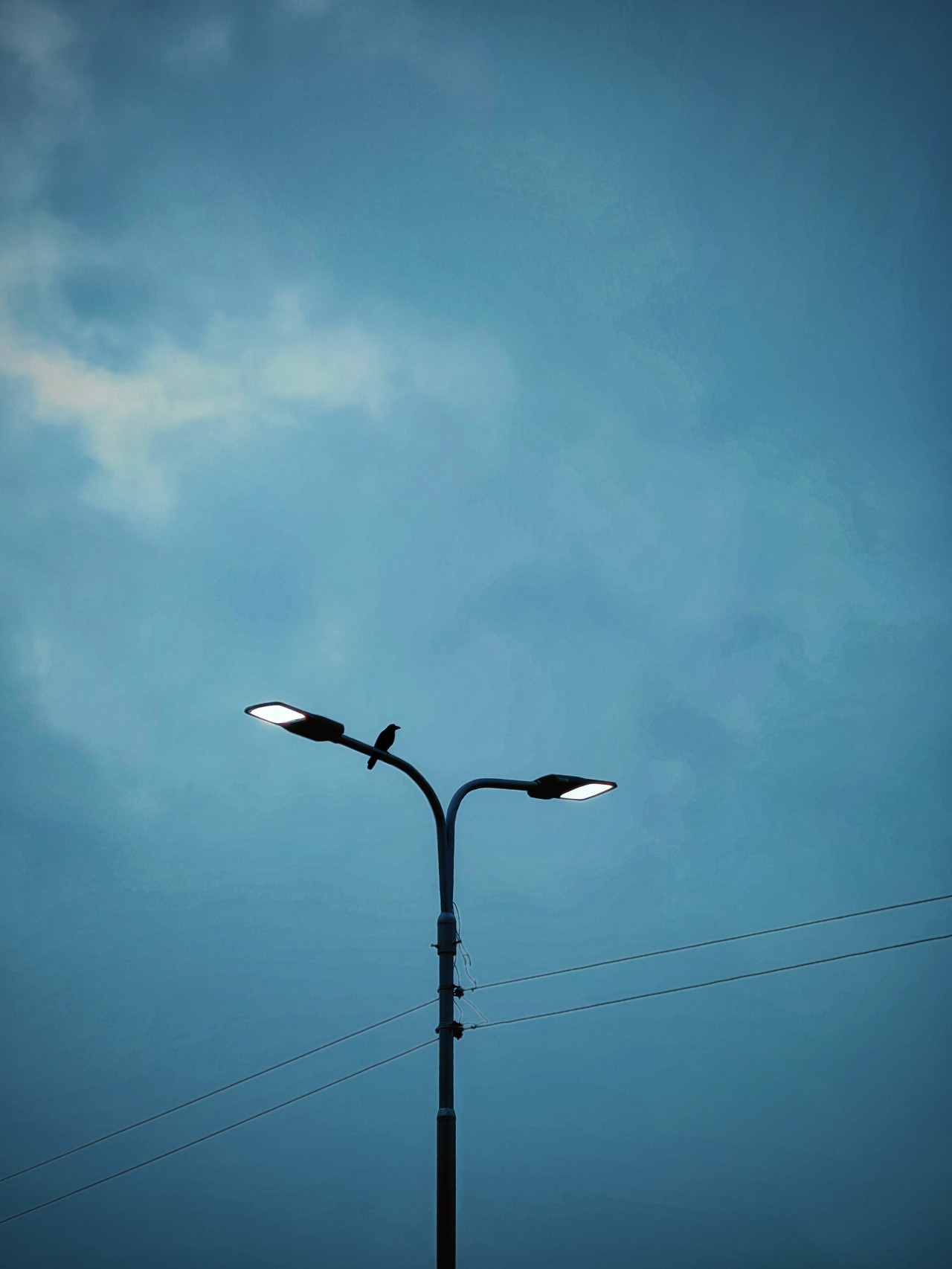 Bird on street lamp. Free Skies photos