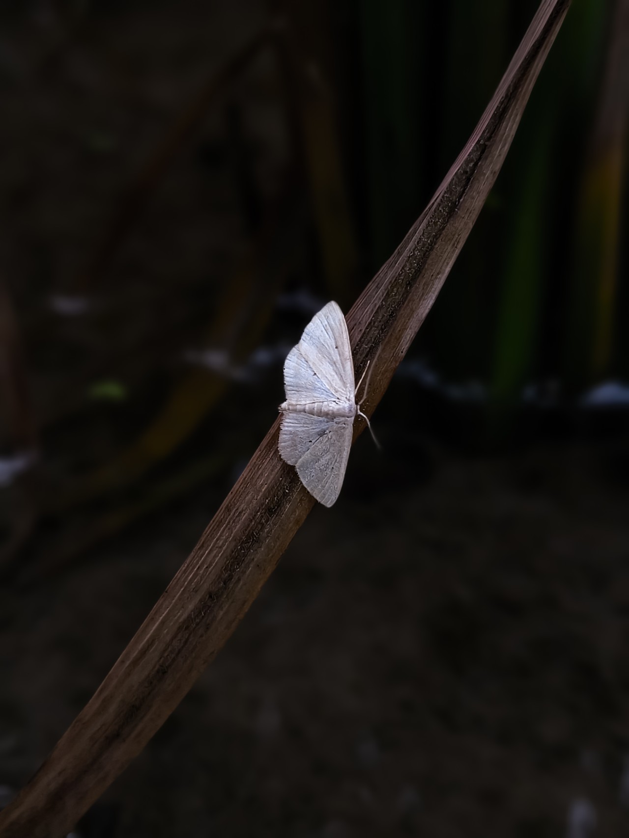 Small White Geometer Moth Resting on Dry Rice Leaf Above Muddy Water in Paddy Field. Free Macro photos