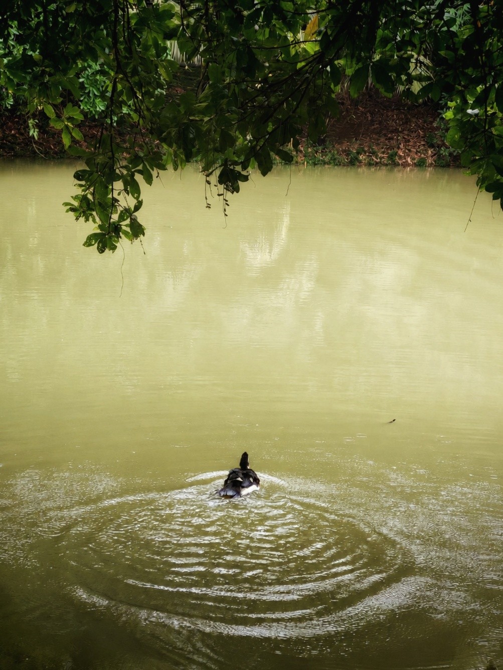 Duck in river. Free Wildlife photos