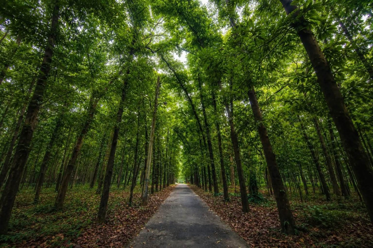 Green trees, endless paths. Free Forests photos