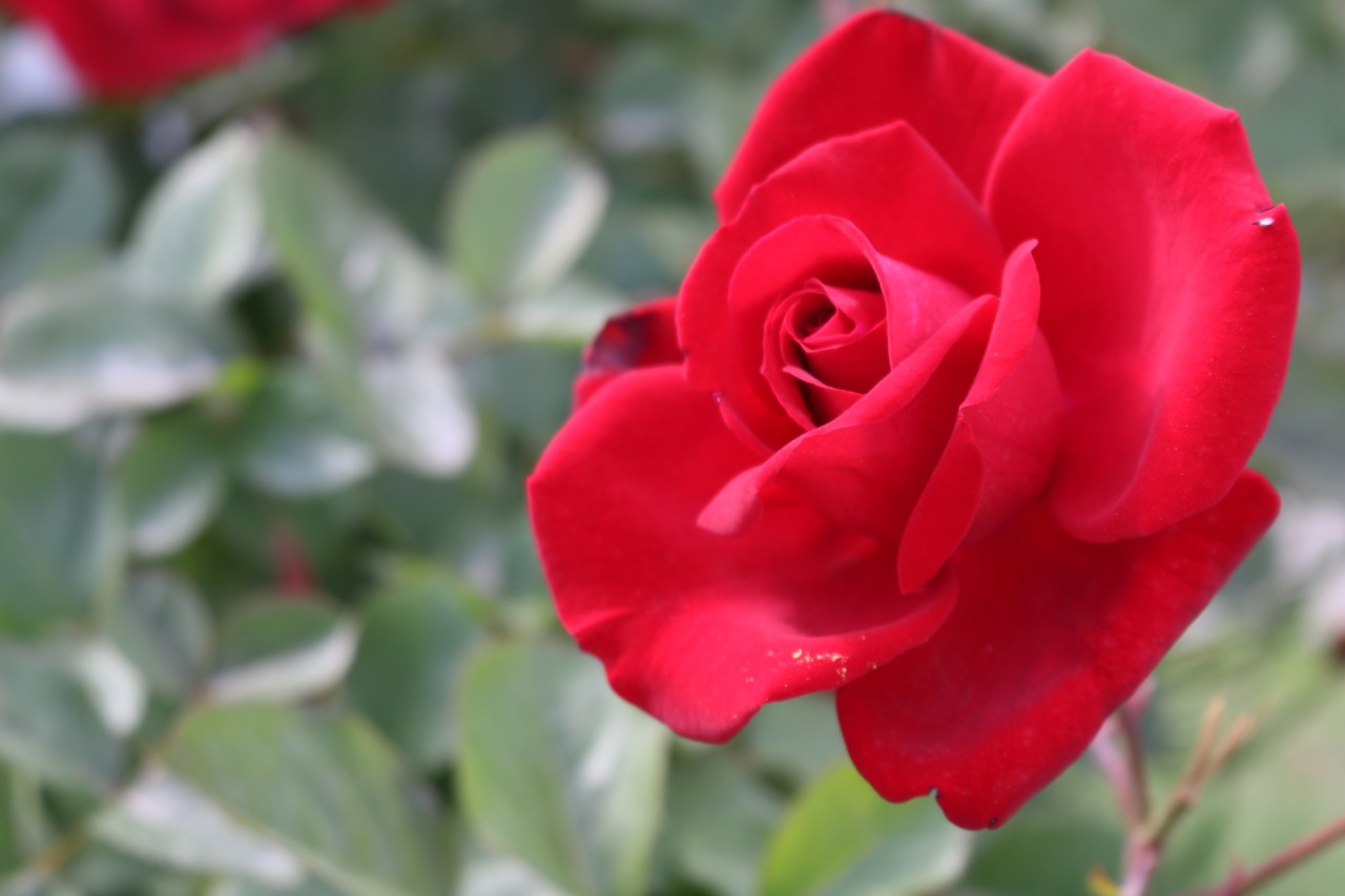 King of Kashmir. Free Flora photos