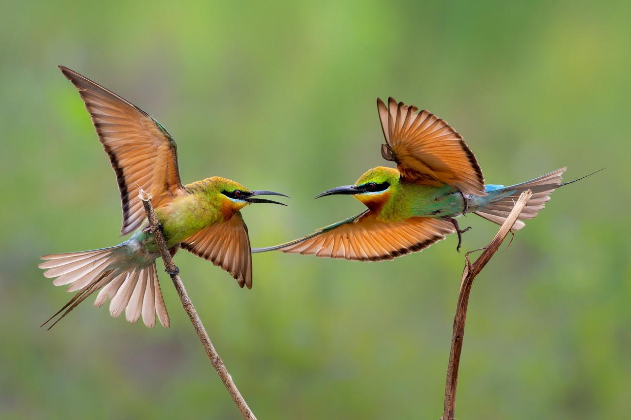 Blue tailed bee eater fight. Free Wildlife photos