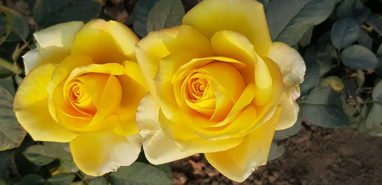 Twins. Free Flora photos