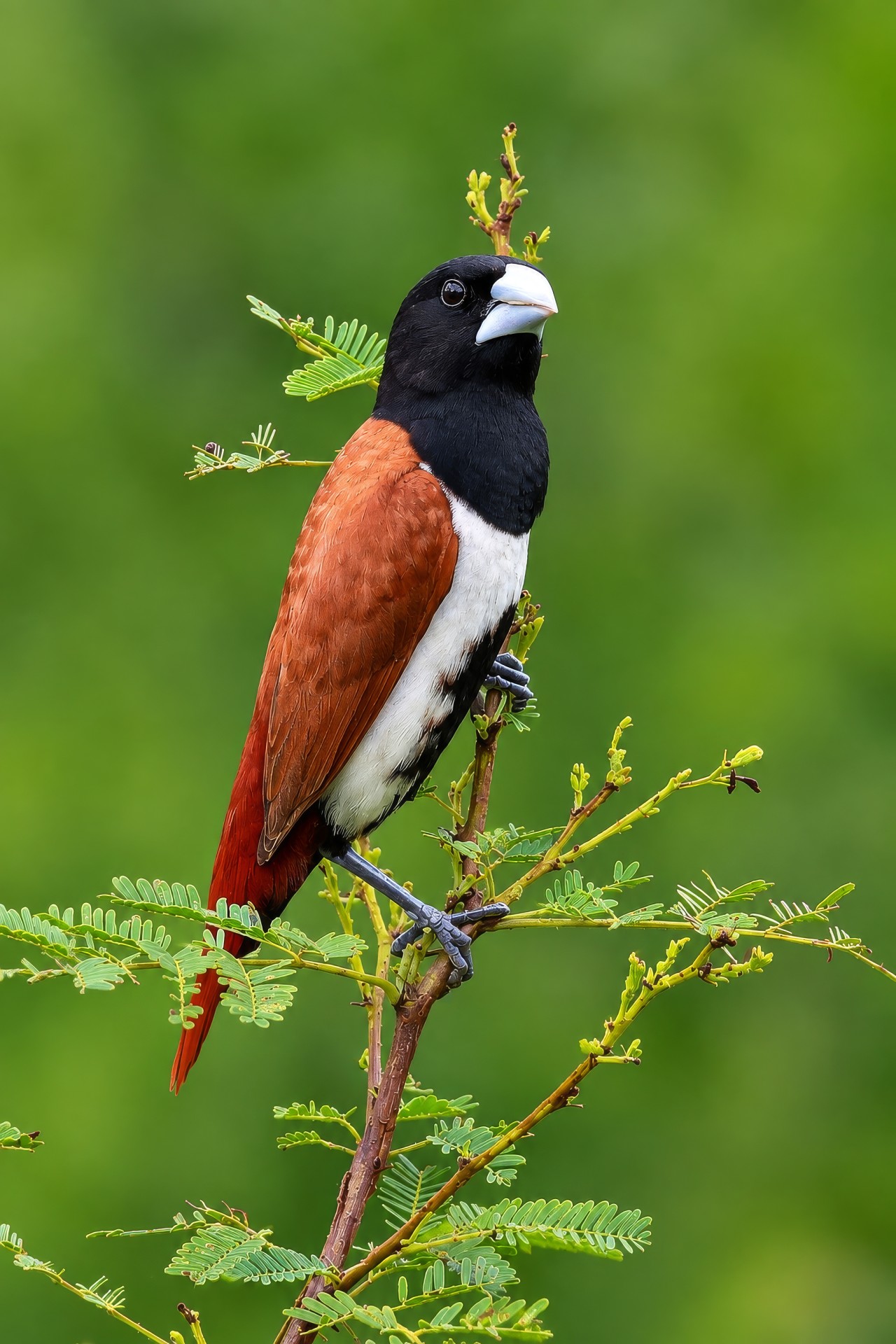 Tricoloured Munia. Free Wildlife photos