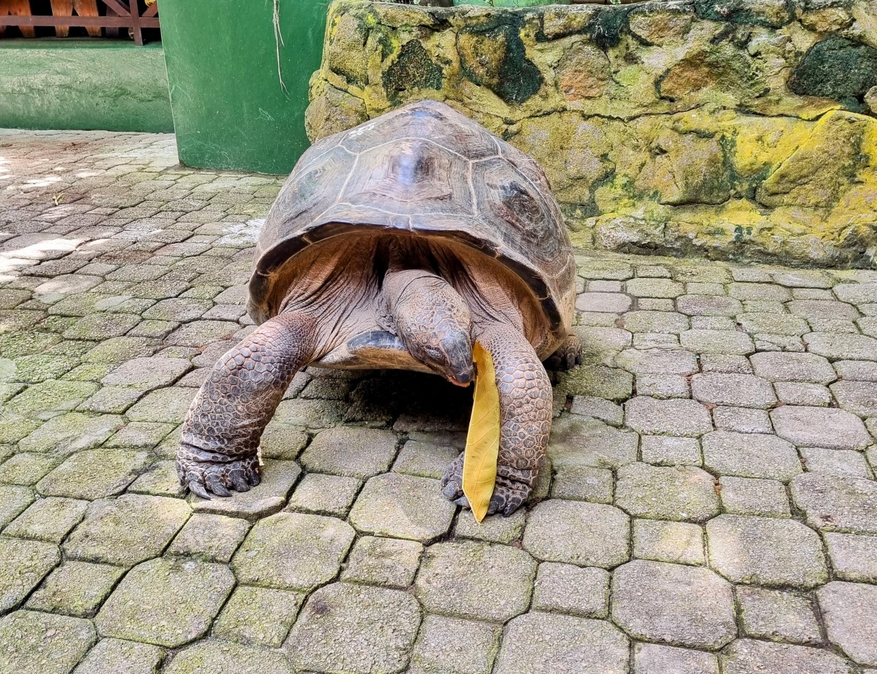 aldabra giant tortoise, seychelles. Free Wildlife photos