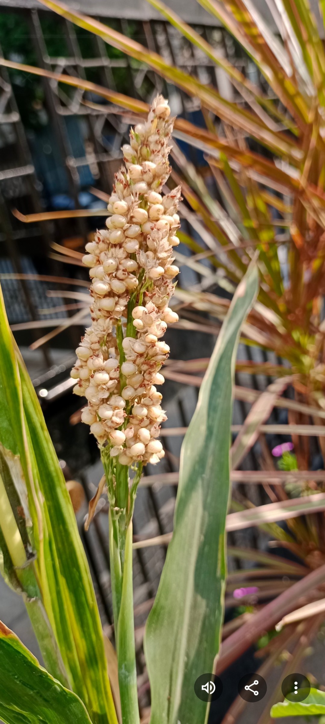 Millet queen. Free Flora photos
