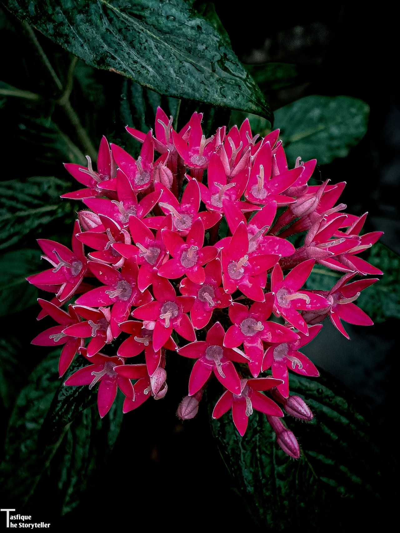 Flower. Free Flora photos