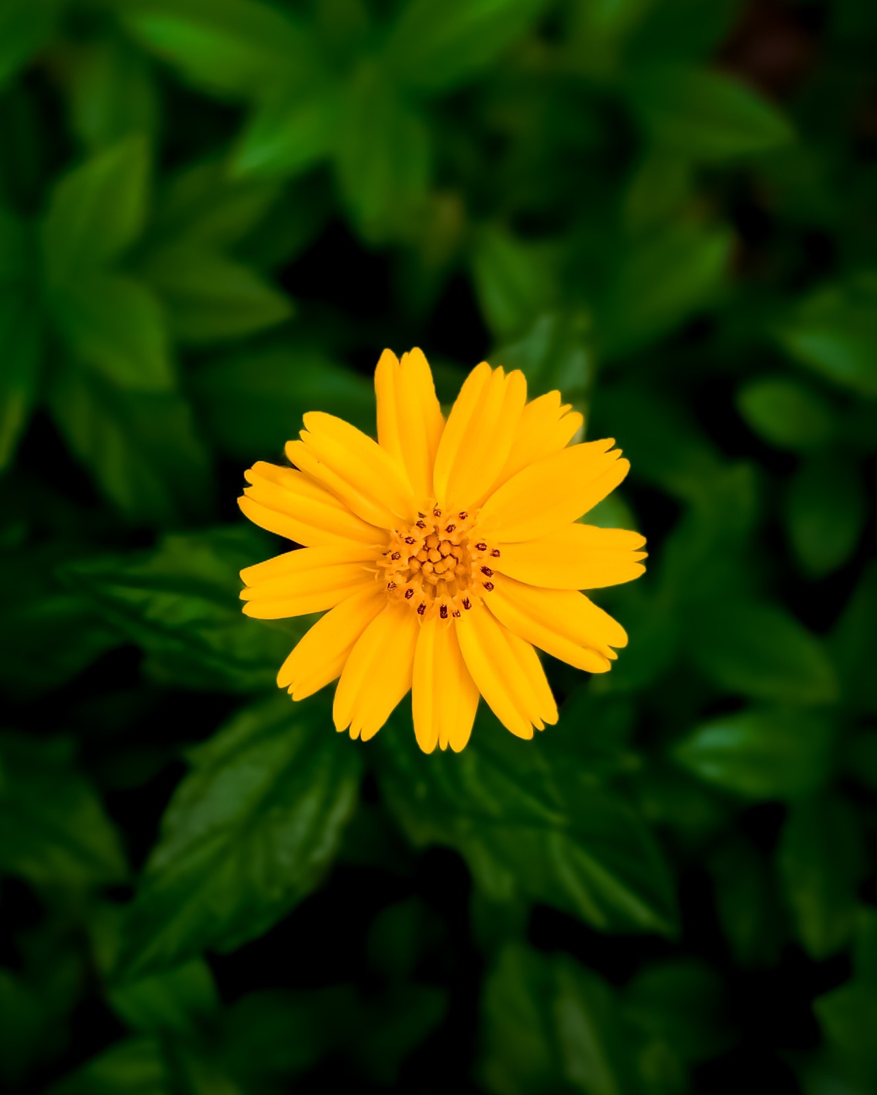 Bloom. Free Flora photos
