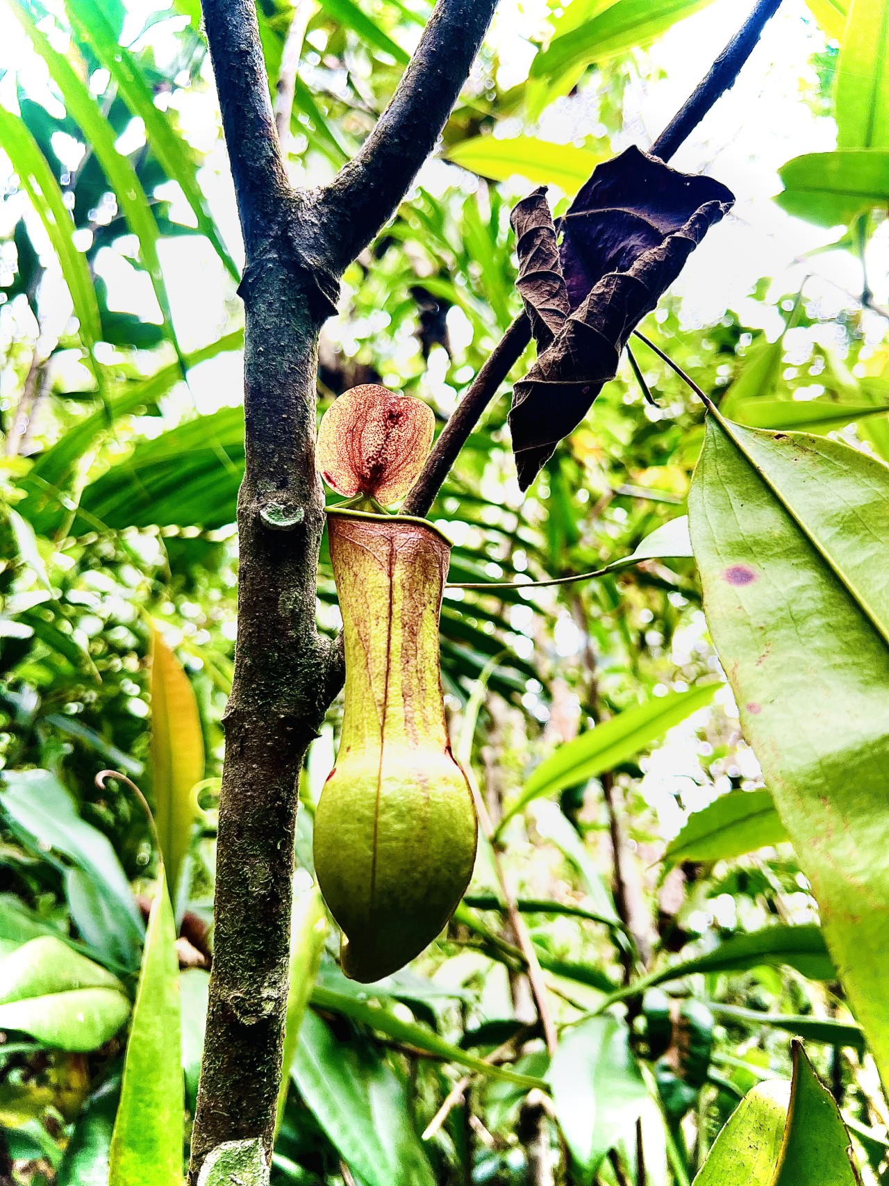 Badura. Free Flora photos