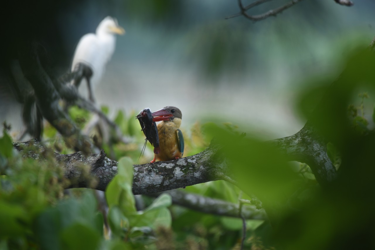 The pain of silence. Free Wildlife photos
